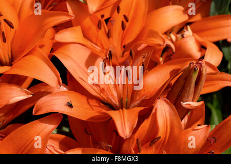 Niedrig wachsende orange blühende Lilien öffnen in hellem Sonnenlicht in einem Garten Blumenbeet, Berkshire, Juni Stockfoto