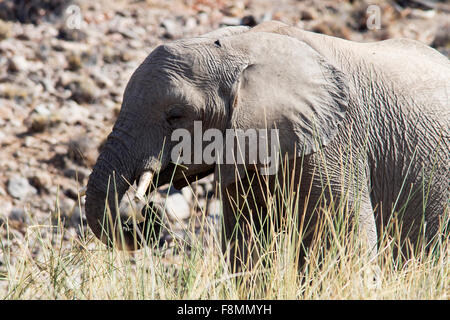 Afrikanischer Elefant (Loxodonta Africana) - Desert Rhino Camp - Damaraland, Namibia, Afrika Stockfoto