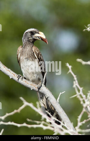 Afrikanische Grau Toko (Tockus Nasutus) - Etosha Nationalpark, Namibia, Afrika Stockfoto