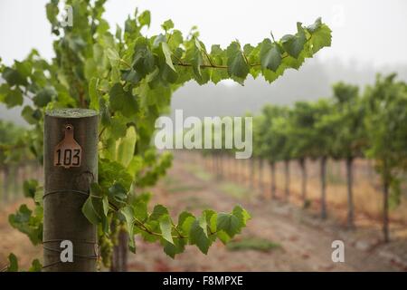 Reihen von Reben im Weinberg, Sebastapol, Kalifornien, USA Stockfoto