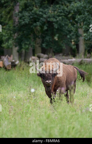 Europäische Bison, Wisent, Wisente Holz, Männlich, Männchen, Bulle, Europäische Bison, Wisent, Bison Bonasus, Wildrind Stockfoto