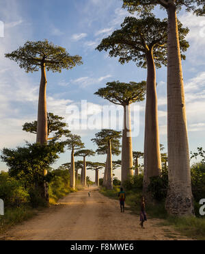 Avenue of the Baobabs, Morondava. West-Madagaskar. Stockfoto