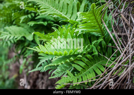 grüne Farn Blätter in Felswand auf Herbst Stockfoto