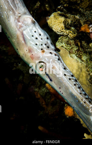 Trompetenfische unter Wasser auf dem Korallenriff auf Bonaire Island Stockfoto