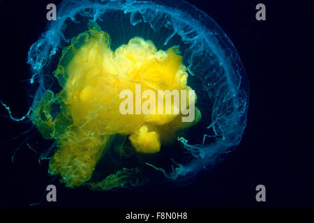 Fried Egg Quallen Unterwasser an der Mündung des Heiligen Laurentius in Kanada Stockfoto