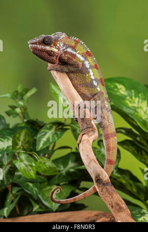 Panther Chamäleon (Furcifer Pardalis) kontrollierte, studio Stockfoto
