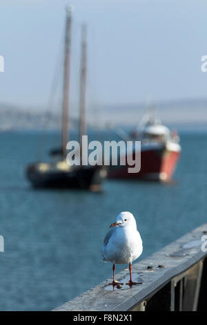 Hartlaub Möwe (Chroicocephalus Hartlaubii) am Hafen Lüderitz - Lüderitz, Namibia, Afrika Stockfoto