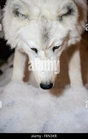 Weißer Wolf riecht Schnee Stockfoto