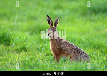 Brauner Hase Lepus Europaeus Warnung in Wiese Stockfoto