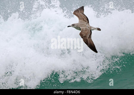 Juvenile Yellow-legged Möwe fliegen über eine brechende Welle Stockfoto