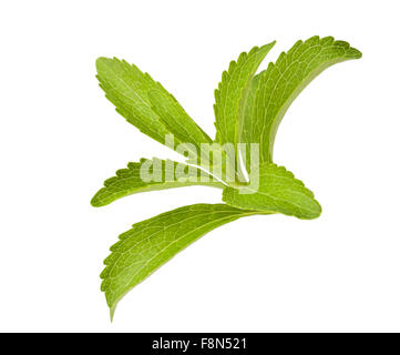 Stevia Rebaudiana Blätter isoliert auf weiss Stockfoto