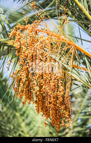 Dattelpalme und blauen Himmel im Hintergrund. Stockfoto