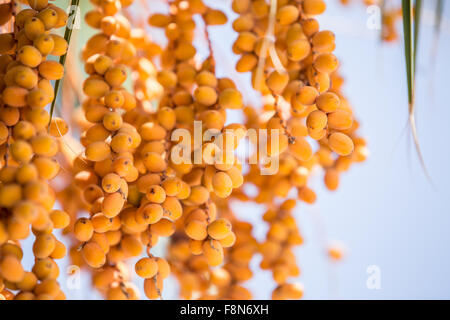 Datum Früchte auf dem Baum. Close-up. Stockfoto
