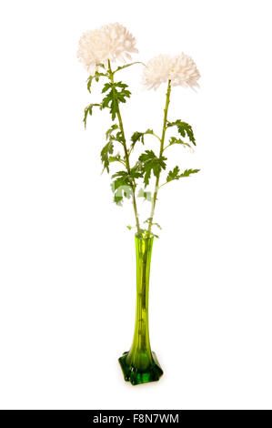 Chrysantheme (Mums) in grüne Vase isoliert auf weiss Stockfoto