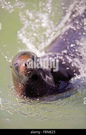 Siegel-Löwe im Wasser schwimmen Stockfoto