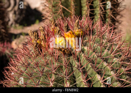 Ferocactus Pilosus, auch bekannt als mexikanische Limette Kaktus oder mexikanischen Feuer Fass ist eine Art von Kaktus in Mexiko endemisch. Es ist fo Stockfoto