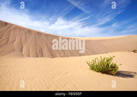 Landschaft der Wüste Sanddünen im Parque Natural de Corralejo, Kanaren Insel Fuerteventura, Spanien Stockfoto