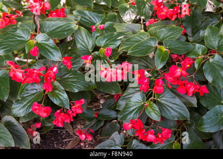 Begonia 'Dragon Wing'. Begonie ist eine Gattung der blühenden Stauden in der Familie Begoniaceae. Die Begonien stammen aus mo Stockfoto