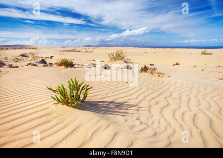 Landschaft der Wüste Sanddünen im Parque Natural de Corralejo, Kanaren Insel Fuerteventura, Spanien Stockfoto