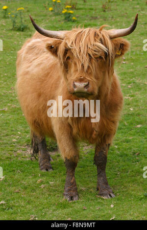 Highland Aberdeen Angus Kuh Weiden grünen Rasen auf einer Farm in Schottland Stockfoto