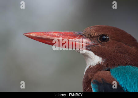 Ein Erwachsener weiß Breasted Kingfisher, Halcyon Smyrnensis (Linnaeus) mit großen roten Schnabel im Garten, Noida, Uttar Pradesh, Indien. Stockfoto