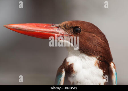 Ein Erwachsener weiß Breasted Kingfisher, Halcyon Smyrnensis (Linnaeus) mit großen roten Schnabel im Garten, Noida, Uttar Pradesh, Indien. Stockfoto