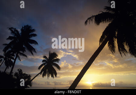 Fidschi-Inseln, Wakaya Island, Wakaya Club, Sonnenuntergang mit Palmen Baum Silhouetten Stockfoto