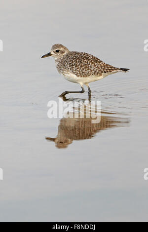 Grey Plover im Winterkleid mit Reflexion in Portugal Stockfoto