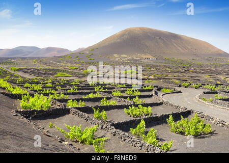 Pflanzung von Weinreben in vulkanischen Boden in La Geria, Insel Lanzarote, Kanarische Inseln, Spanien Stockfoto