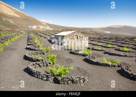Pflanzung von Weinreben in vulkanischen Boden in La Geria, Insel Lanzarote, Kanarische Inseln, Spanien Stockfoto