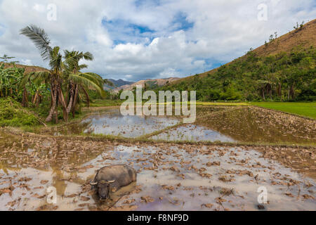 Ein Wasserbüffel ruht in einem bewässerten Reis Reisfeld, Philippinen Stockfoto