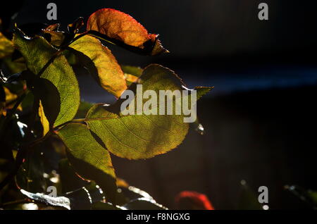 Knackige Herbstblätter bunte von unten gesehen mit der Sonne, durch sie vor einem dunklen Hintergrund Stockfoto
