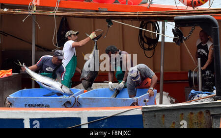 Fischer entladen mit Waden und Angelleine gefangenen Thunfisch von einem Fischereifahrzeug auf St. Helena im Südatlantik. Stockfoto