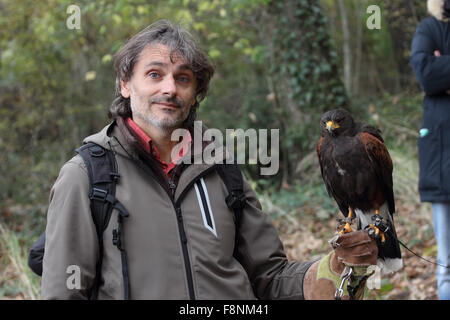 Harris Hawk, Raubvogel Falknerei Stockfoto