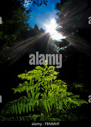Sonnenlicht durch ein Farn hinter Bäumen in Marbury Park, Comberbach, Cheshire, England, UK Stockfoto