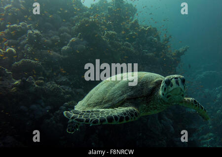 Unechte Karettschildkröte, Caretta Caretta, vom Roten Meer, Ägypten, nahe am Ufer entlang einem Korallenriff schwimmen. Stockfoto