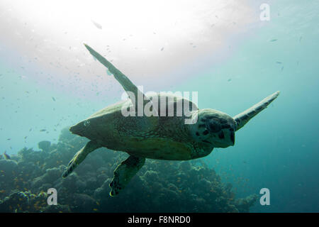 Unechte Karettschildkröte, Caretta Caretta, vom Roten Meer, Ägypten, nahe am Ufer entlang einem Korallenriff schwimmen. Stockfoto
