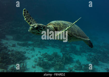 Unechte Karettschildkröte, Caretta Caretta, vom Roten Meer, Ägypten, nahe am Ufer entlang einem Korallenriff schwimmen. Stockfoto