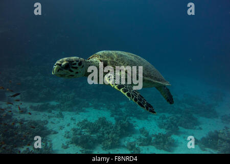Unechte Karettschildkröte, Caretta Caretta, vom Roten Meer, Ägypten, nahe am Ufer entlang einem Korallenriff schwimmen. Stockfoto