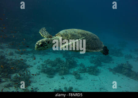 Unechte Karettschildkröte, Caretta Caretta, vom Roten Meer, Ägypten, nahe am Ufer entlang einem Korallenriff schwimmen. Stockfoto
