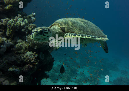 Unechte Karettschildkröte, Caretta Caretta, vom Roten Meer, Ägypten, nahe am Ufer entlang einem Korallenriff schwimmen. Stockfoto