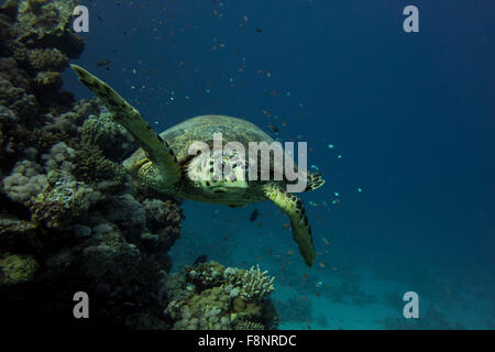 Unechte Karettschildkröte, Caretta Caretta, vom Roten Meer, Ägypten, nahe am Ufer entlang einem Korallenriff schwimmen. Stockfoto