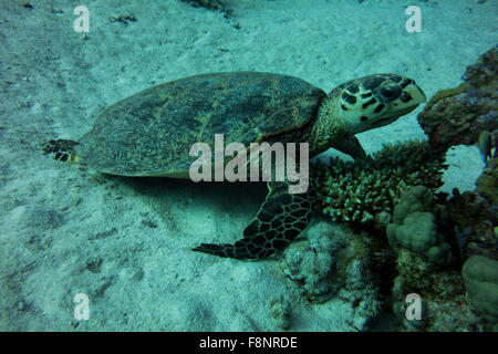 Unechte Karettschildkröte, Caretta Caretta, vom Roten Meer, Ägypten, nahe am Ufer entlang einem Korallenriff schwimmen. Stockfoto