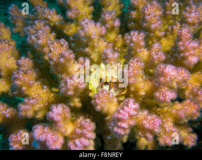Kleiner Einsiedlerkrebs, Calcinus Angabe in eine Himbeere Koralle, Pocillopora aus dem Roten Meer, Ägypten. Stockfoto