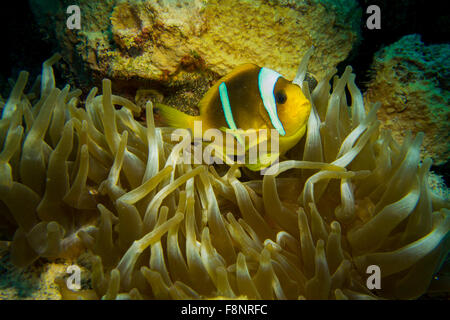 Rotes Meer-Anemonenfisch Amphiprion Bicinctus. Bild von Marsa Imbarak, South Rotes Meer, Ägypten. Stockfoto