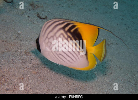 Ein Threadfin Butterflyfish, Chaetodontidae Auriga, aus dem Roten Meer im Süden von Ägypten. Dieser zeigt einer Unregelmäßigkeit in ihrem Muster. Stockfoto