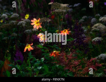 dahlia twynings revel beleuchtete mehrjährige Blumenbeet stehen aus stehen Aus RM Floral Stockfoto