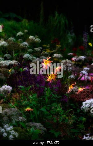 dahlia twynings revel beleuchtete mehrjährige Blumenbeet stehen aus stehen Aus RM Floral Stockfoto