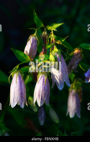 hinterleuchtete Sonnenuntergang Campanula Takesimana Elizabeth Glockenblume rosa Blüten Glocke geformt krautige mehrjährige koreanischen RM Floral Stockfoto