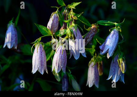 hinterleuchtete Sonnenuntergang Campanula Takesimana Elizabeth Glockenblume rosa Blüten Glocke geformt krautige mehrjährige koreanischen RM Floral Stockfoto